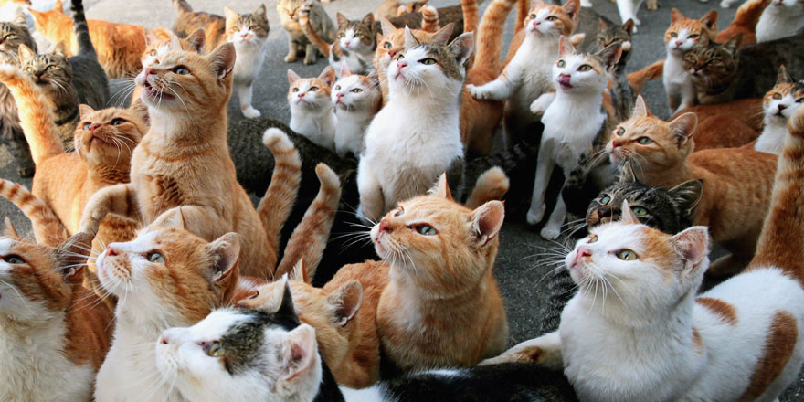 ispanya da bir evde 120 kedi bulundu