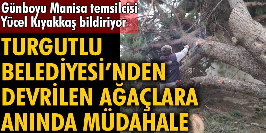 Turgutlu Belediyesi'nden ekiplerinden devrilen ağaçlara anında müdahale