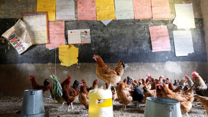Okulda öğrenci kalmayınca tavuk yetiştirmeye başladılar