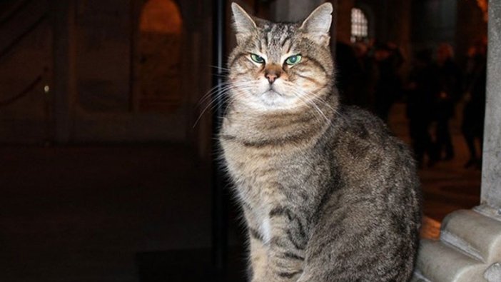 Ayasofya'nın kedisi Gli'den kötü haber geldi