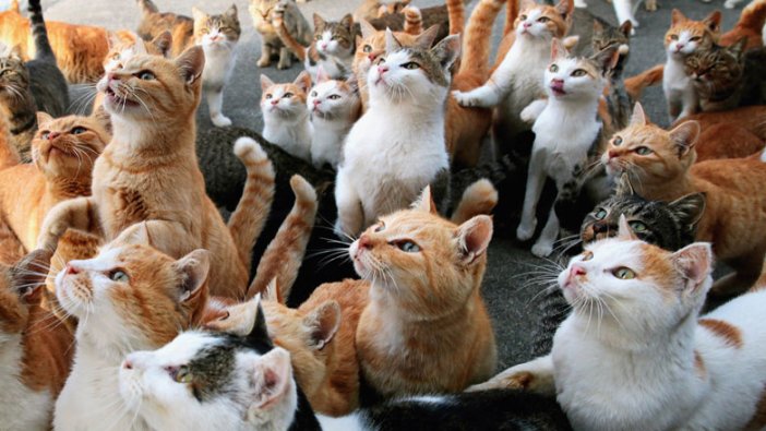 İspanya'da bir evde 120 kedi bulundu