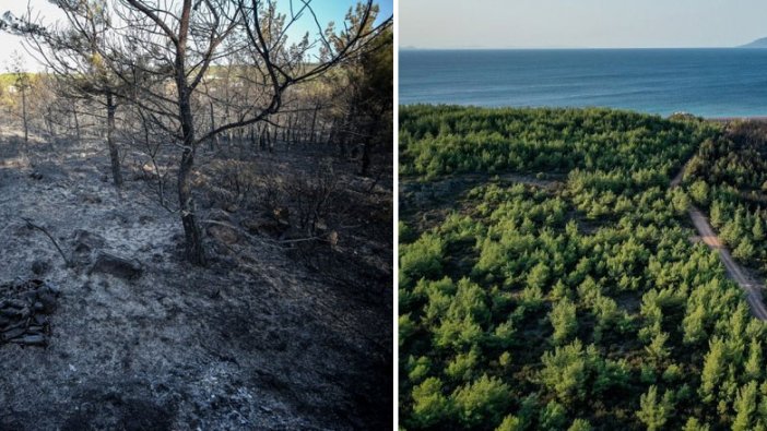 Deniz manzaralı orman yangınları bitmiyor! Göz göre göre yok ediliyor