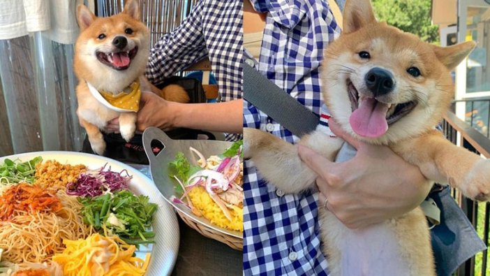 Japonya'da yemek görünce gülümsemeye başlayan köpek fenomen oldu