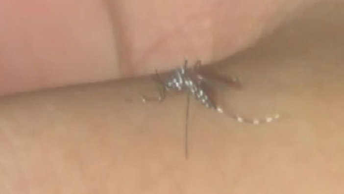 Hedef: Asya Kaplan Sivrisineği! Çalışmalar başladı