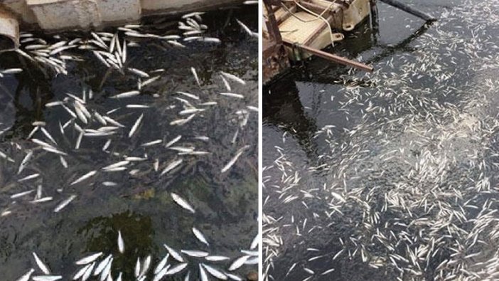 Ankara'da korkutan görüntüler! Binlerce balık kıyıya vurdu
