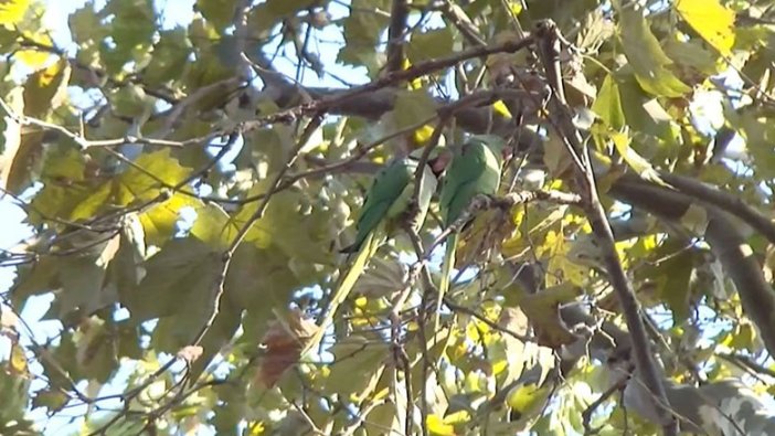 İstanbul'da istilacı tür olan yeşil papağanların sayısı çoğalıyor