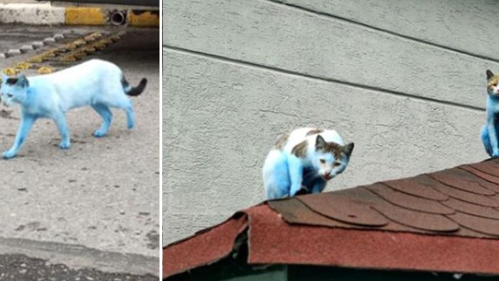Küçükçekmece'de yaşanan sorumsuzluk kedileri maviye bürüdü!