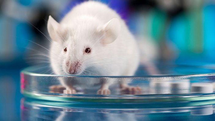 Aşı deneylerinde kullanılan bir fare 10 bin TL