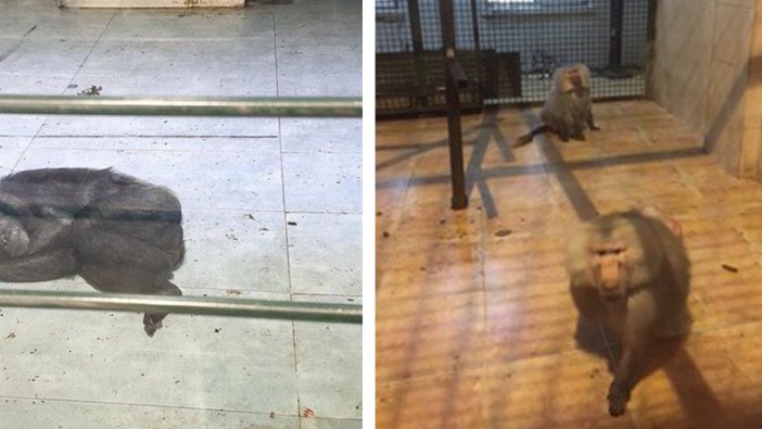 Gaziantep Hayvanat Bahçesi’nde maymunlara tecrit! Soğuk zeminde yatıyorlar