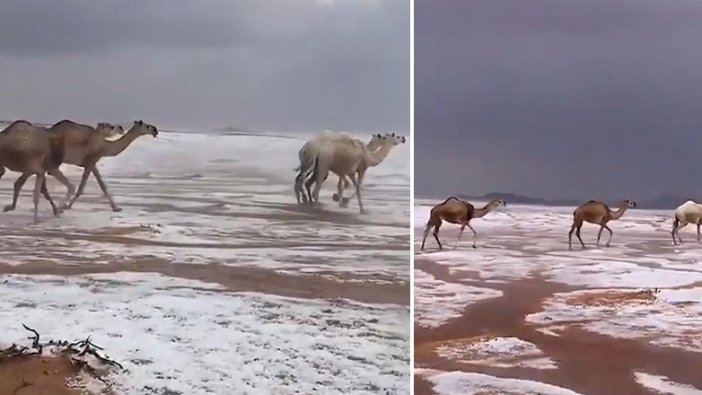 Suudi Arabistan'da kar üstünde yürüyen develerin görüntüsü rekor kırdı!