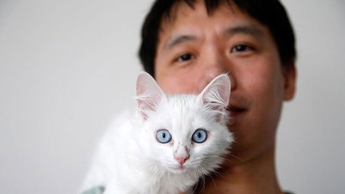 Sun Pıng, Van kedisi sahiplenmek için Çin'den Türkiye'ye geldi