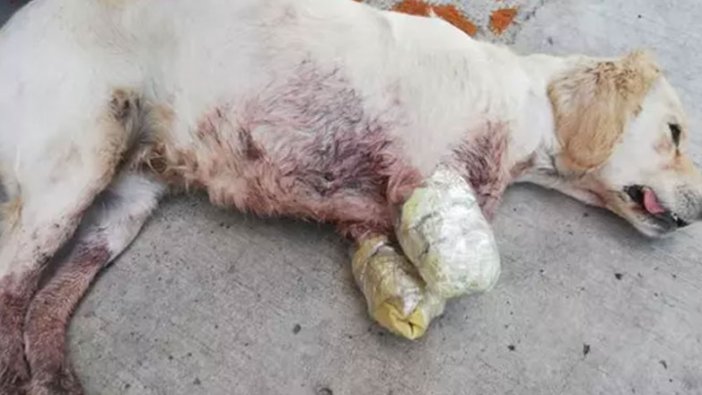 Yer Samsun: Vicdansızlar yavru köpeğe dehşeti yaşattılar