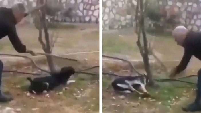 Zonguldak'ta bir kişi, ağaca bağlı köpeği elindeki sopayla dakikalarca döverek...