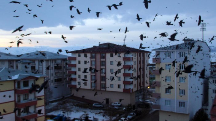 Korku filmi sahnelerini aratmadı! Ardahan şehir merkezinde karga istilası