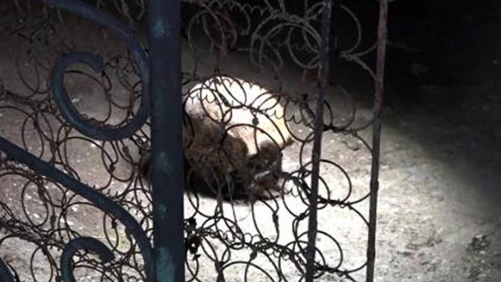 Antalya'da evin bahçesinde insan kafatası bulundu