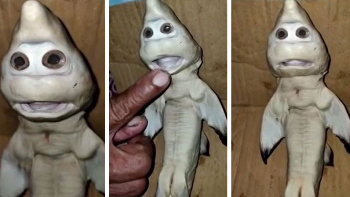 İnsan yüzlü yavru köpek balığı görenleri şaşkına çevirdi 