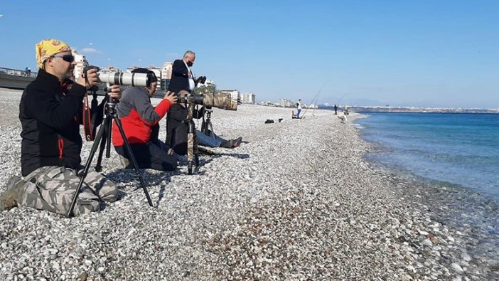 Antalya Konyaaltı'nda Tarakdiş kuşu görüldü! Gözlemciler sahile akın etti