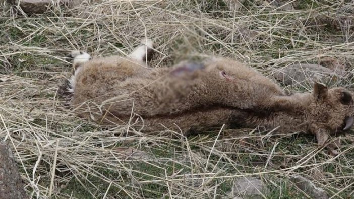 Tunceli'de yaşanan yaban keçisi ölümlerinin nedeni belli oldu