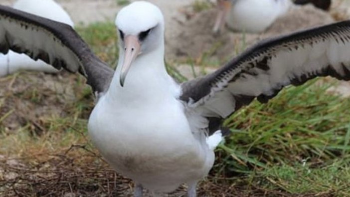 En yaşlı kuşu olan 'Wisdom' isimli albatros yumurtladı