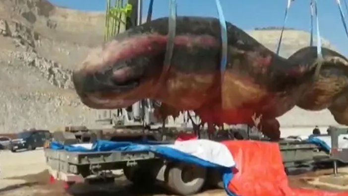 18 metrelik ölü ispermeçet balinası kıyıya vurdu