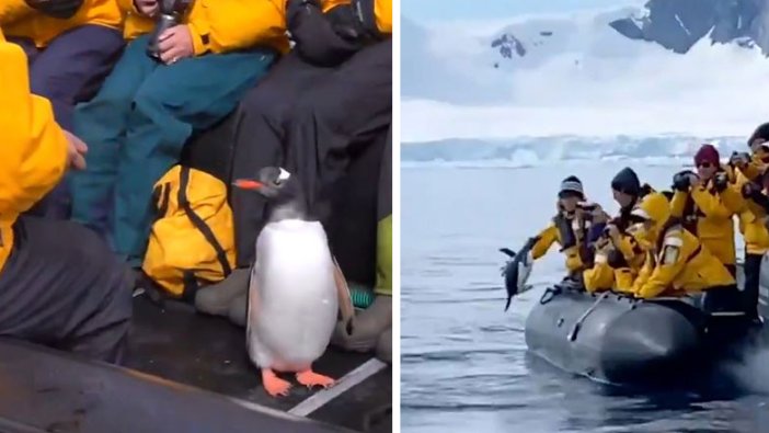 Antarktika'da katil balinalardan kurtulmaya çalışan penguen, son anda bota atlamayı başardı