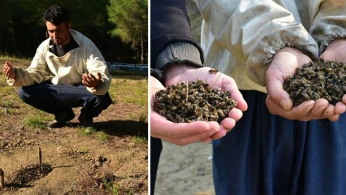 Adana'da ilginç olay! Telef olan binlerce arısını mezara gömüp dua etti