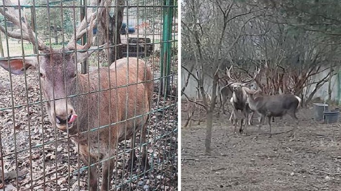 Zonguldak'ta hayvanat bahçesinde garip olay! Geyiği kaçırıp yediler
