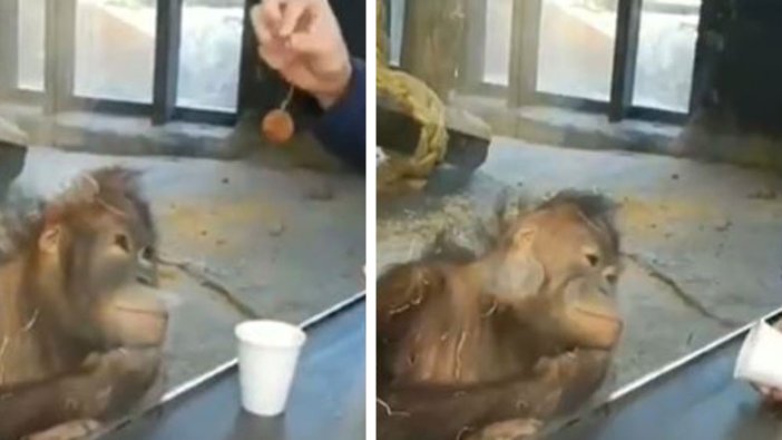 Barcelona hayvanat bahçesinde, bardağı boş gören orangutan öyle bir şey yaptı ki...