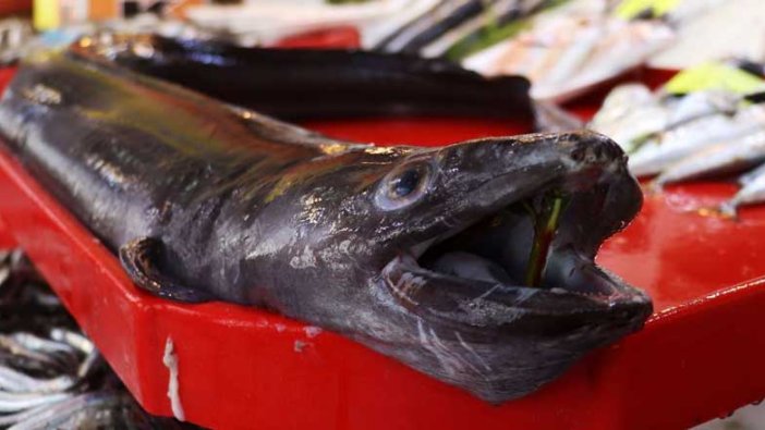 Çanakkale Boğazı'nda 1,5 metrelik yılan balığı yakalandı