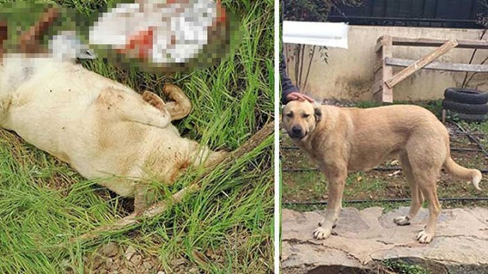 Muğla'da vicdansızlar sokak köpeğini öldürüp...