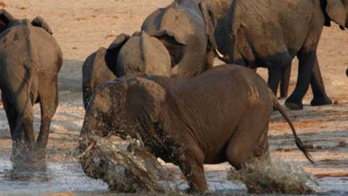 Güney Afrikalı kaçak avcı fillerin altında ezilerek öldü