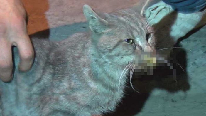 İstanbul Gaziosmanpaşa'da kedilere zehir verilerek öldürüldüğü iddiası