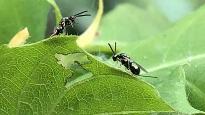 Zonguldak'ta 'katil arı' alarmı! Böcekler doğaya salındı