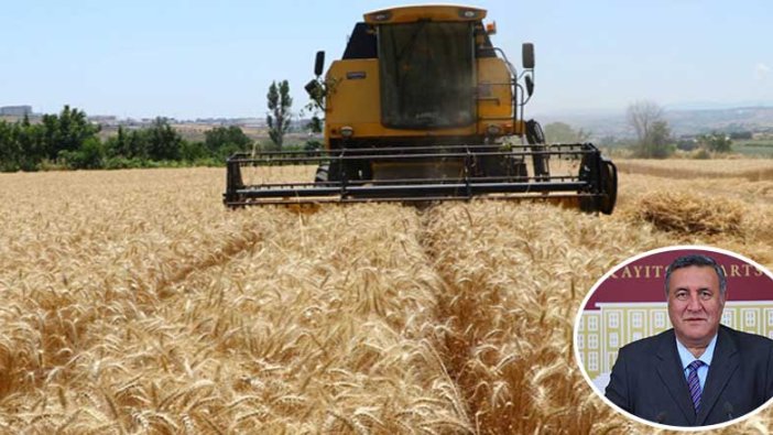 Buğdayda tehlike çanları! CHP'li vekil en büyük riski gözler önüne serdi