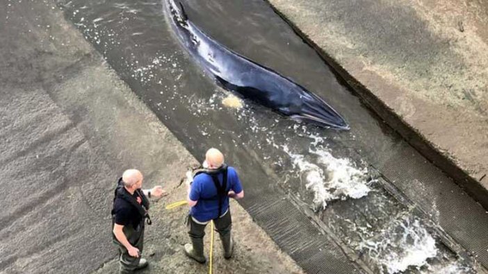 İngiltere'nin Thames nehrine balina girdi! Tam 4 metre uzunluğunda