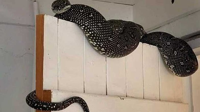 Avustralya'da çamaşırların arasından 3 metre uzunluğunda yılan çıktı