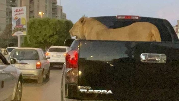 Libya’da, pikabın kasasında aslan gezdirdiler! Şehrin en işlek caddelerinde korku hakim oldu