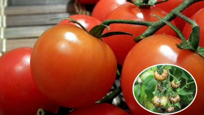 Tonlarca domates yakılarak imha edilecek! Korona virüs gibi yayılıyor