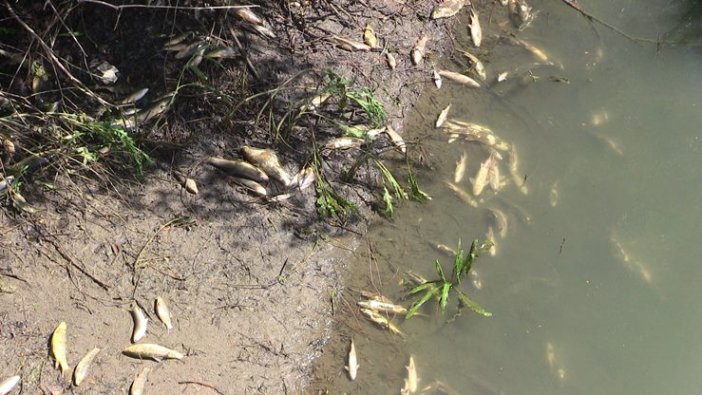 Ceyhan Nehri'nde balık ölümleri görülüyor