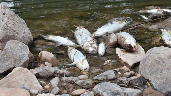 Türkiye'nin en uzun nehrinde korkutan görüntü: Balıklar 5 gündür kıyıya vuruyor