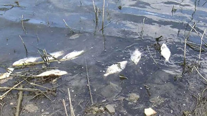 Balıklar kıyaya vurdu! Alibeyköy Barajı'nda korkutan görüntü