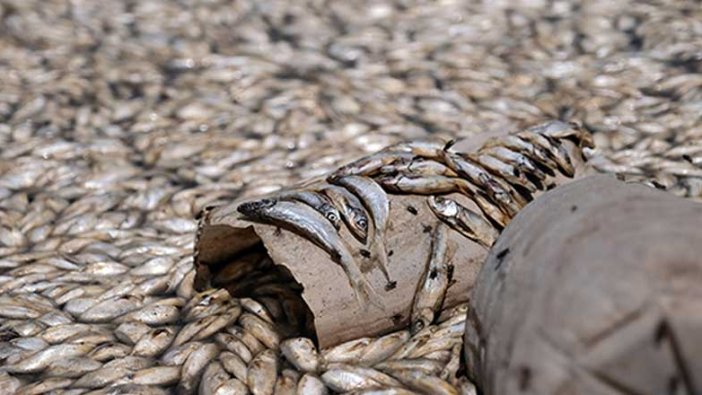 Binlerce balık türü kıyıya vurdu! Doğa can çekişiyor