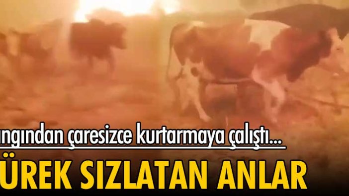 Antalya Manavgat'ta hayvanlarını kurtarmaya çalışan kişinin çaresizliği...