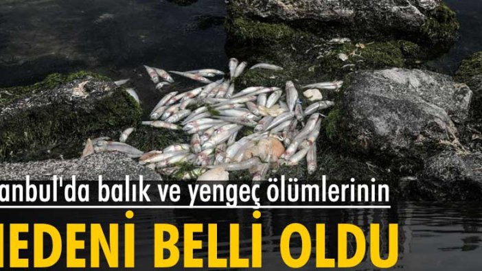 İstanbul'da balık ve yengeç ölümlerinin nedeni belli oldu