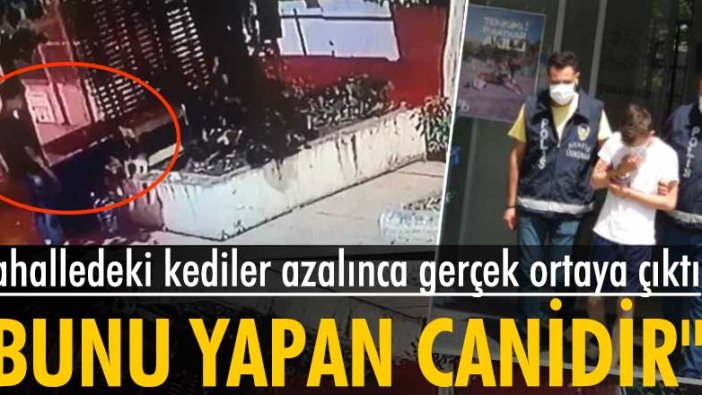 İstanbul Üsküdar'da kediler azalınca gerçek ortaya çıktı!
