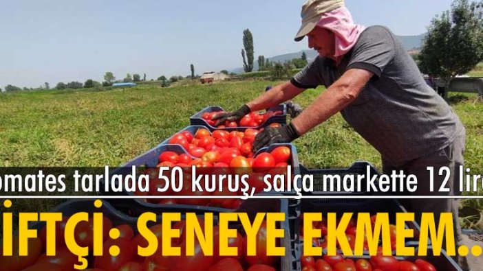 Domates tarlada 50 kuruş, salça markette 12 lira! Çiftçi: Seneye ekmem...