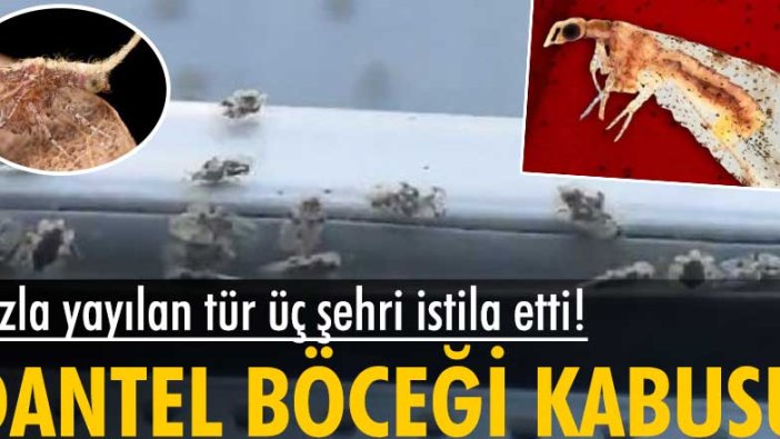 Kırklareli, Edirne ve Tekirdağ'da dantel böceği kabusu