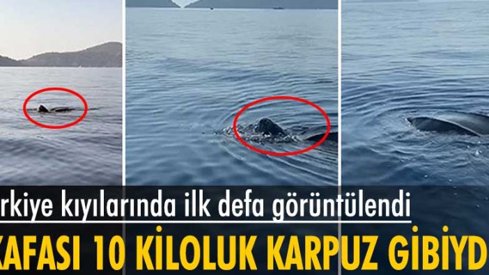 Türkiye kıyılarında ilk defa deri sırtlı deniz kaplumbağası görüntülendi