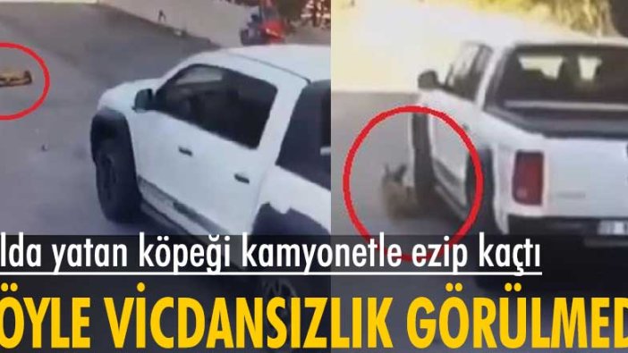 Mersin'de yolda yatan köpeği kamyonetle ezip kaçtı