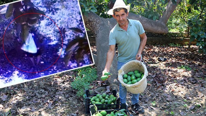 Hırsızlar, Alanya'da avokado üreticilerini bezdirdi